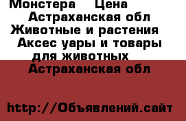 Монстера  › Цена ­ 1 000 - Астраханская обл. Животные и растения » Аксесcуары и товары для животных   . Астраханская обл.
